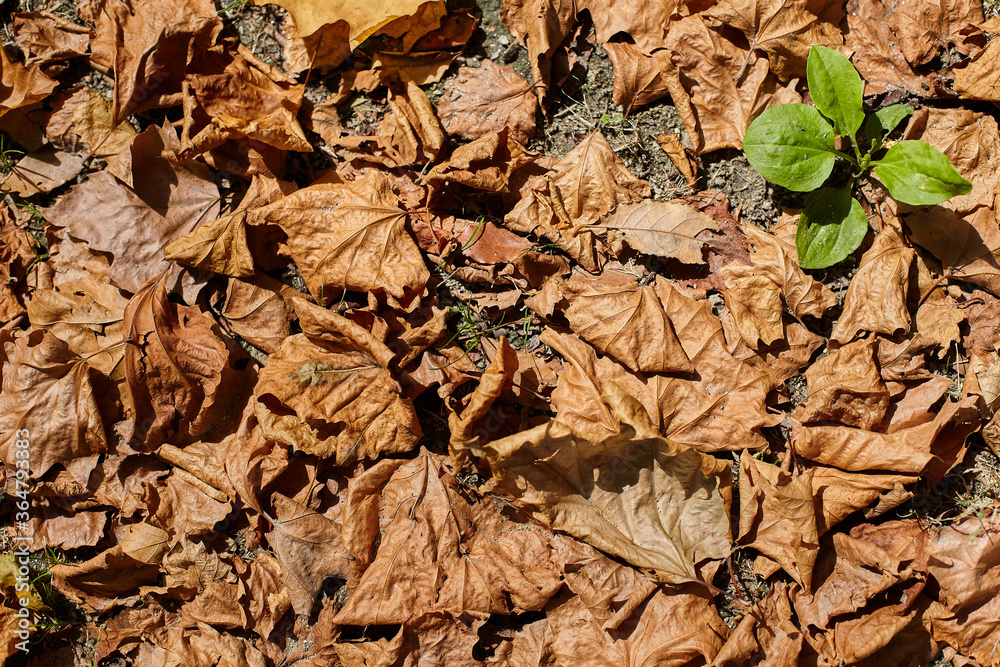 contrast of green sprout between autumn leaves