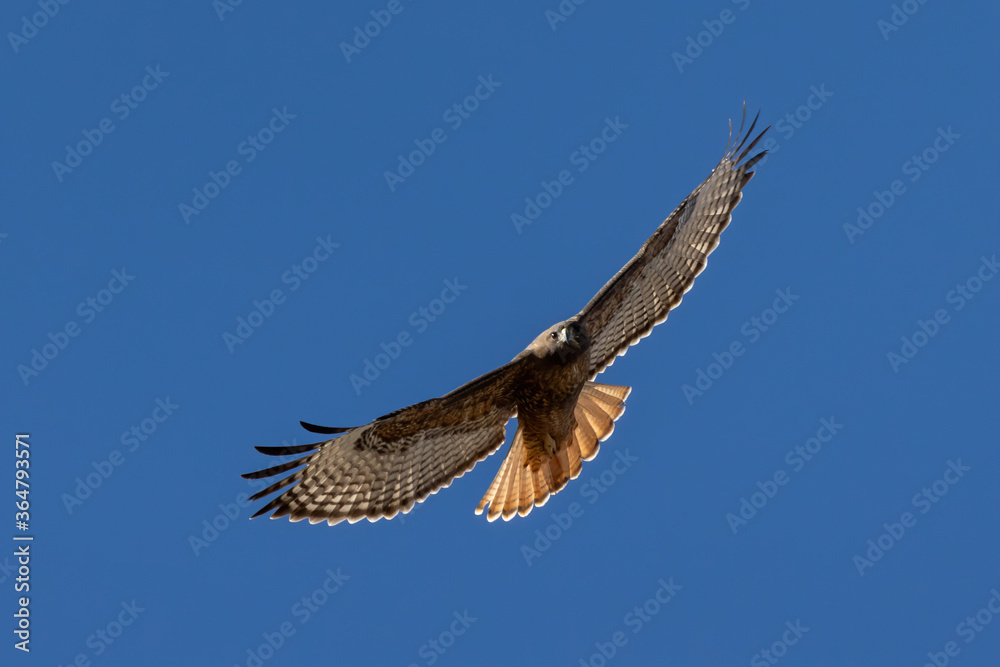 Obraz premium red tailed hawk in flight full spread