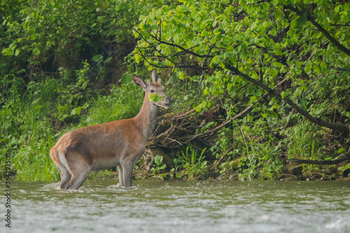 Red Deer in the river. Bieszczady Mountains. Carpathians. Poland © Szymon Bartosz