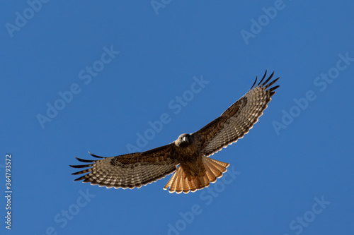 red tailed hawk in flight full spread