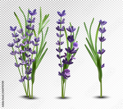 3D realistic flowers lavender with green leaf. Collection bouquet lavender. Fragrant lavender on transparent background. Bunch beautiful lavender closeup. Vector illustration
