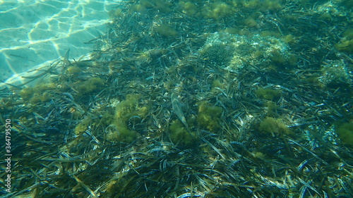 Common dentex (Dentex dentex) undersea, Mediterranean Sea, Cape of Antibes, France