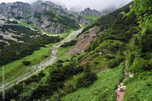 Fototapeta Naklejka Na Ścianę i Meble -  A mountain slope with a mountain pine and limestone rocks in the mountains Tatry