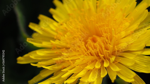 Löwenzahn Dandelion Makro