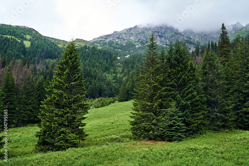 Fototapeta Naklejka Na Ścianę i Meble -  Grassy valley and mountain peaks with limestone rocks in the Tatras mountains