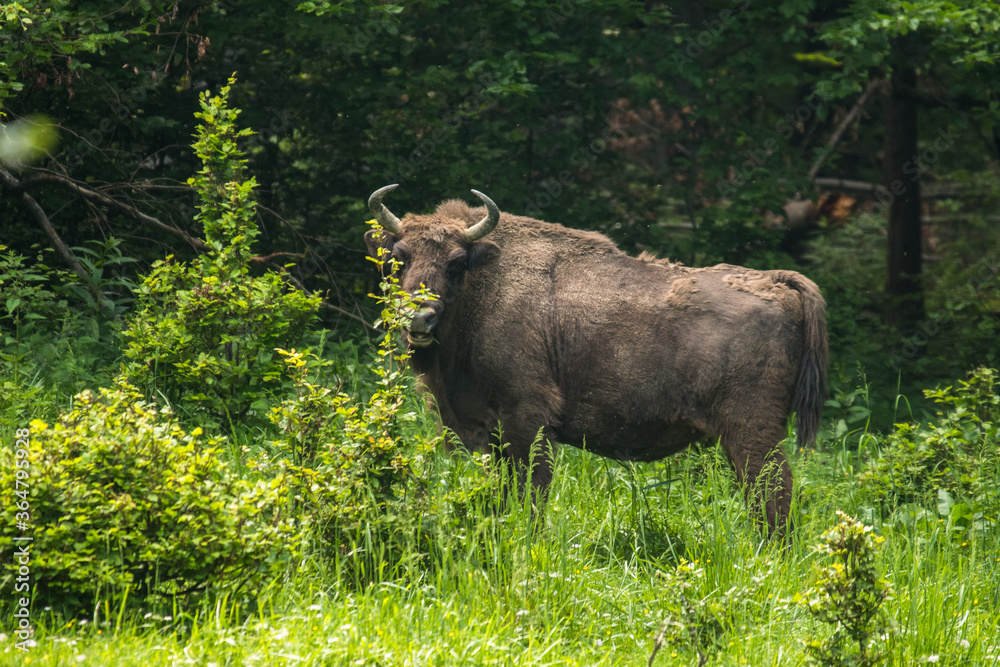 European Bison (Bison bonasus) on the meadow. Bieszczady Muntains. Carpathians. Poland. European Bison (Bison bonasus) on the meadow. Bieszczady Muntains. Carpathians. Poland.