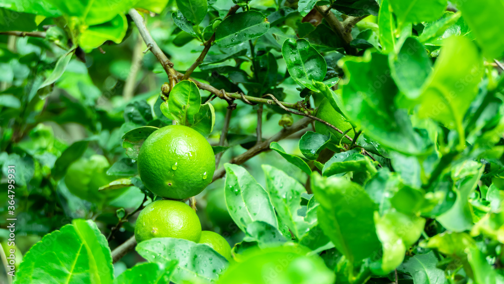 Lime fruit in the morning garden