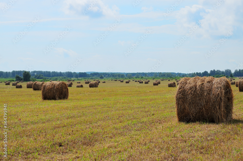 large field with hay bales for livestock with copy space