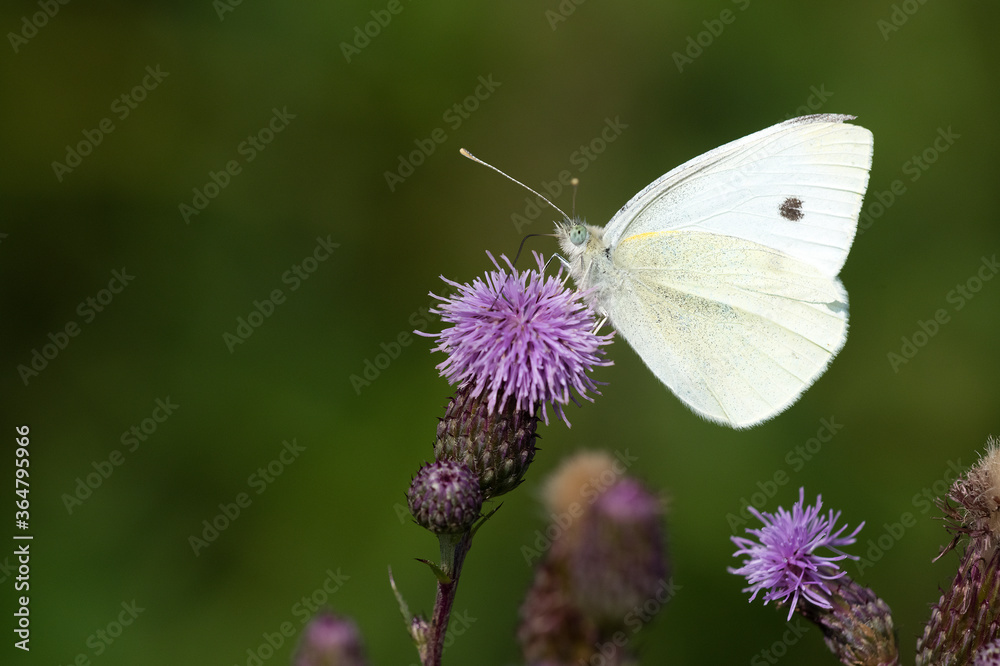 Kleiner Kohlweißling (pieris rapae) Kleiner Kohlweißling (pieris rapae)