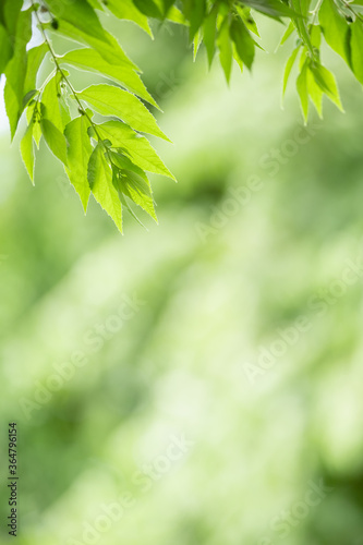 Closeup beautiful attractive nature view of green leaf on blurred greenery background in garden with copy space using as background natural green plants landscape  ecology  fresh wallpaper concept.