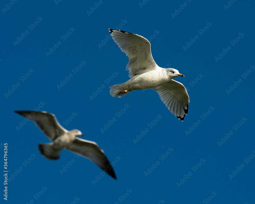 Gull Bird Stock Photo. Sea Gull birds flying with a blue sky background, displaying white feather plumage in their habitat and environment. Flying birds. Gull Bird Stock Photo. Sea Gull birds flying with a blue sky background, displaying white feather plumage in their habitat and environment. Flying birds.
