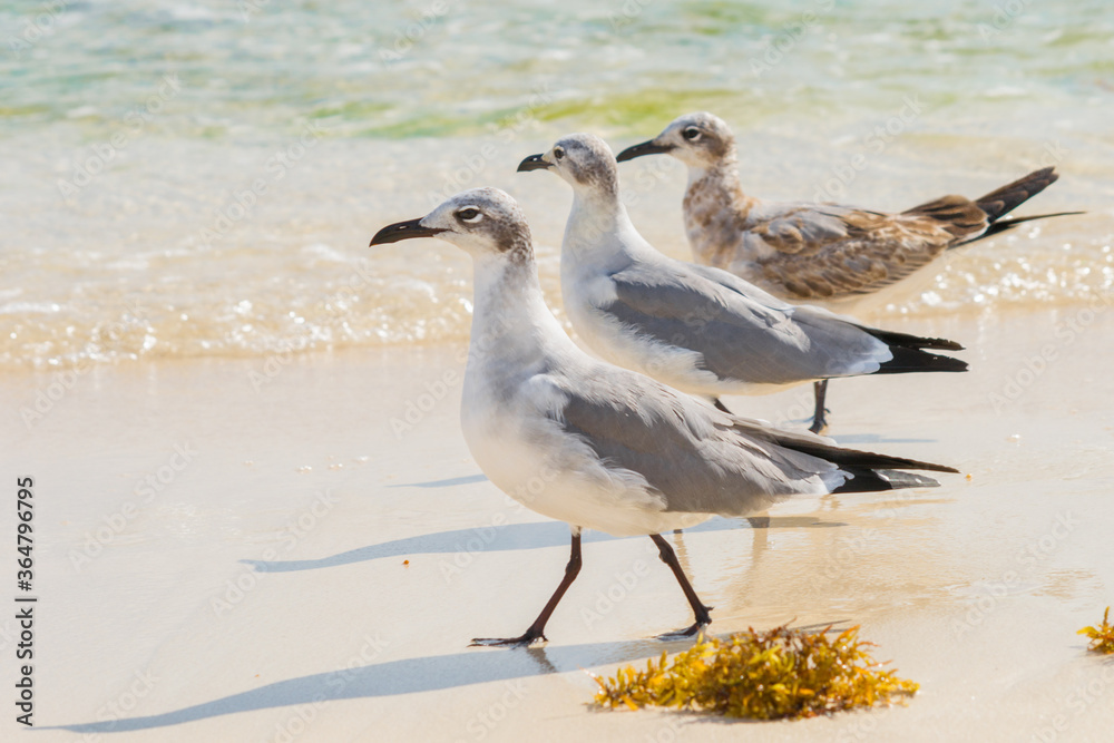 Gaviotas caminando en la playa Gaviotas caminando en la playa
