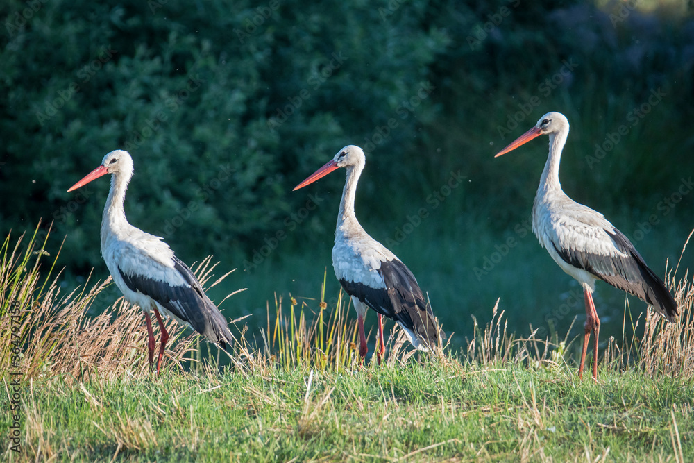 Obraz premium Bociany białe zgrupowane na łące