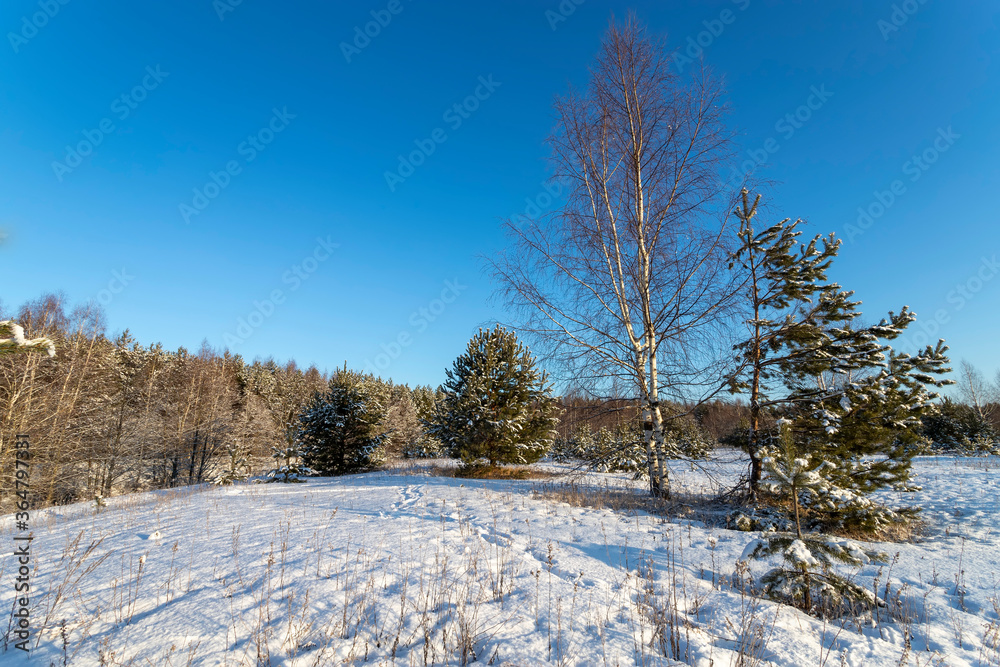 Landscape with winter forest and bright sunbeams. Sunrise, sunset in beautiful snowy forest. Landscape with winter forest and bright sunbeams. Sunrise, sunset in beautiful snowy forest.