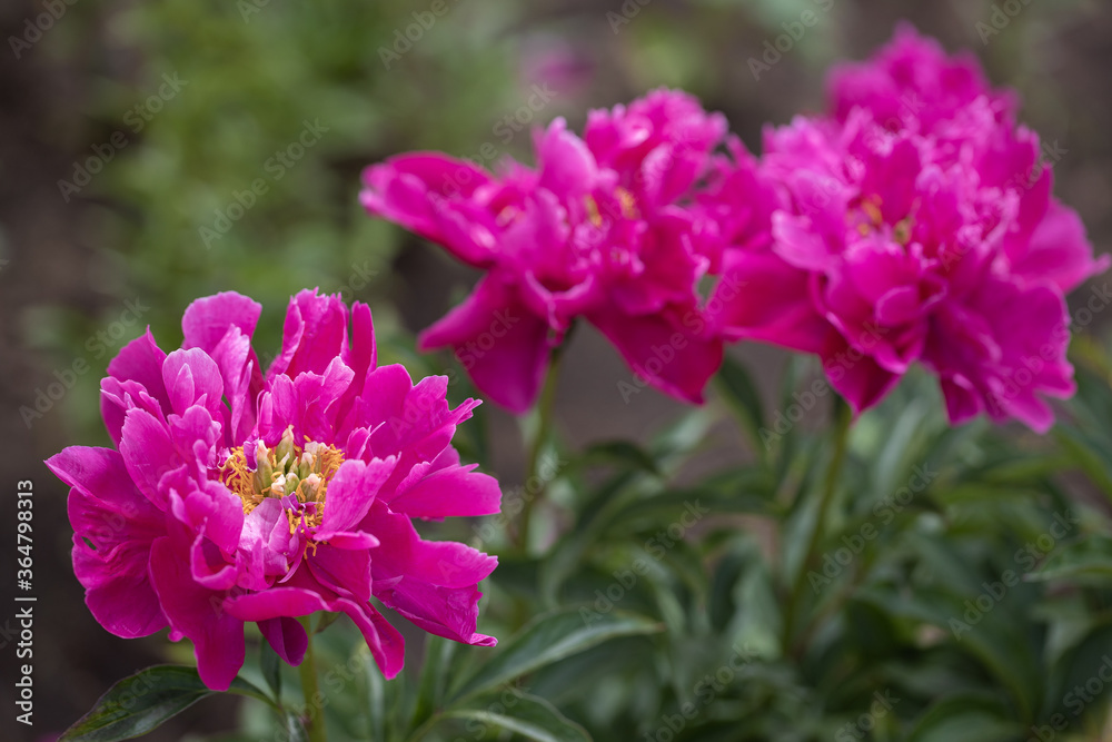 Purple peonies bloomed in the garden. Purple peonies bloomed in the garden.