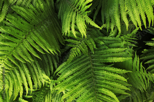 fresh wild green fern bush