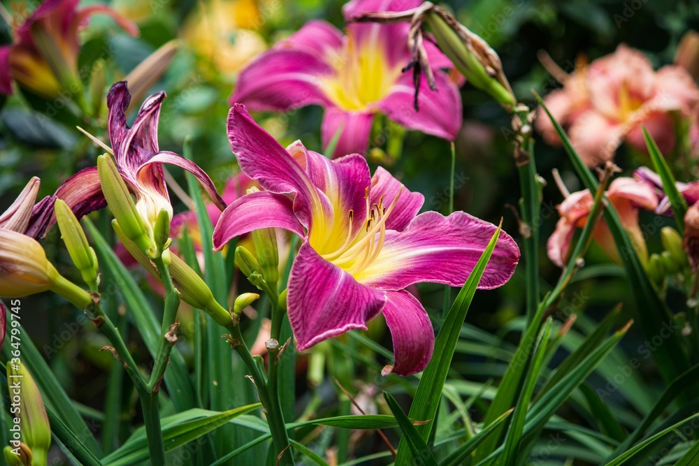 Pink day lily in the garden closeup