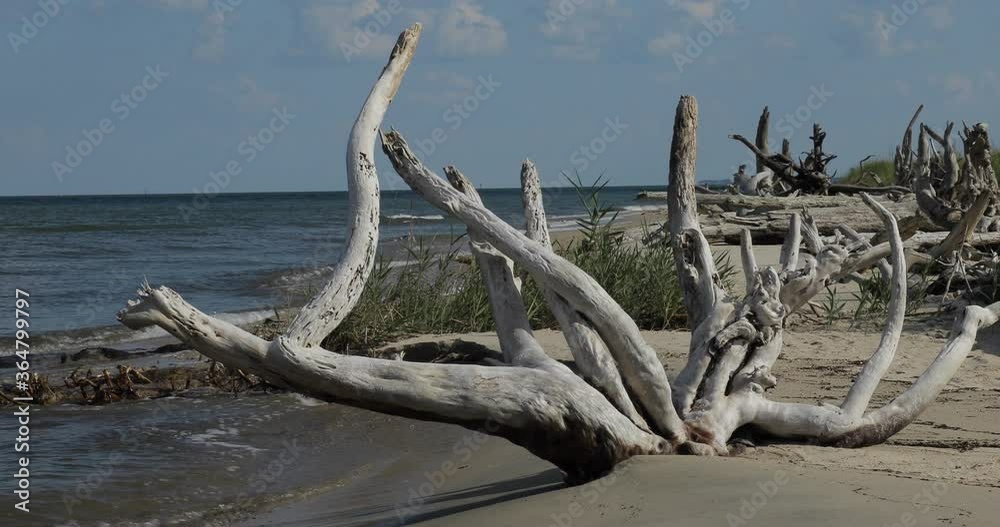 driftwood on the beach zoom out of shoreline at Hughlett Point Natural Area Preserve on the Chesapeake Bay in Virginia driftwood on the beach zoom out of shoreline at Hughlett Point Natural Area Preserve on the Chesapeake Bay in Virginia