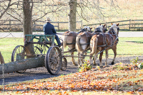 Amish logger with horses and cart hauling trees in the Autumn
