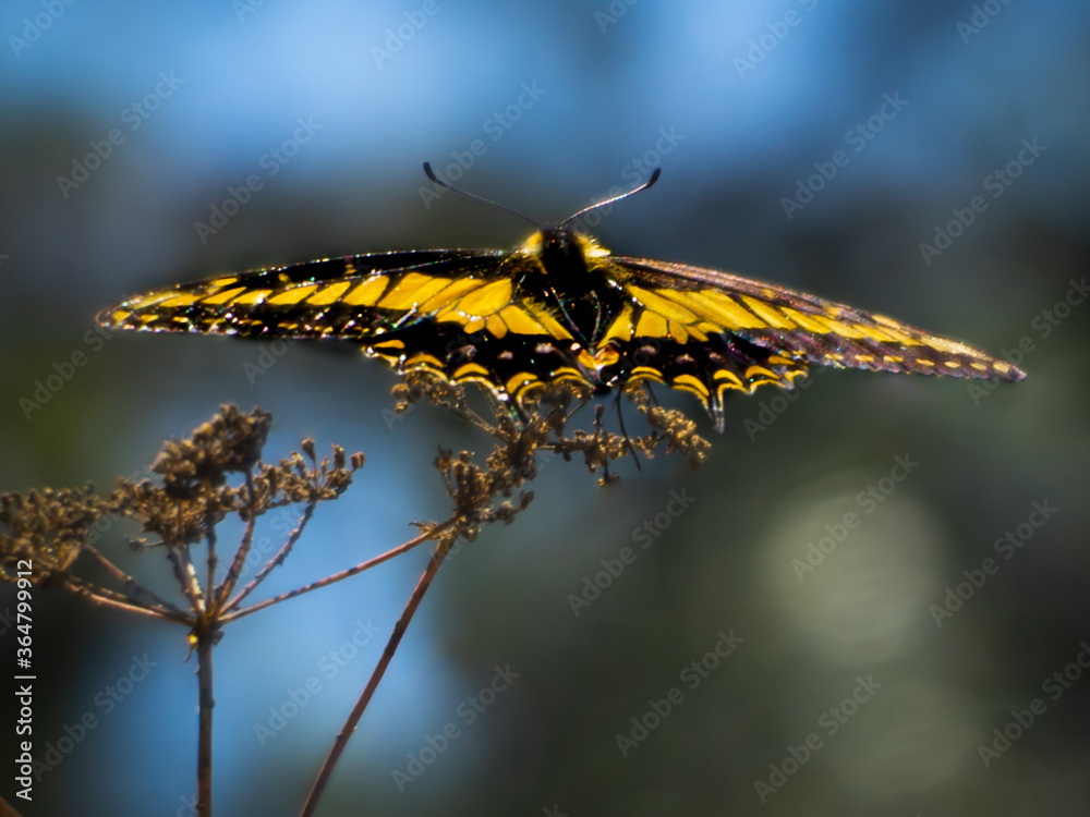 Resting King Swallowtail on an annise plant
