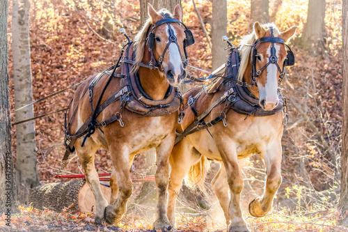 Amish logger with horses and cart hauling trees in the Autumn
