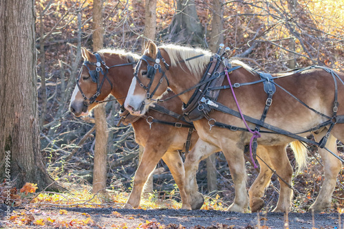 Принти на полотні Amish logger with horses and cart hauling trees in the Autumn