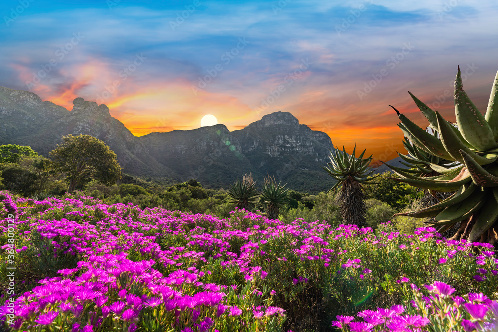 Naklejka premium Kirstenbosch National Botanical Garden during sunset in Cape Town South Africa