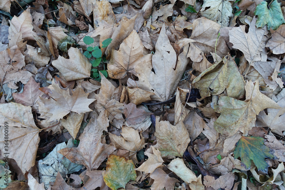Background of dry falling autumn leaves, close up Background of dry falling autumn leaves, close up