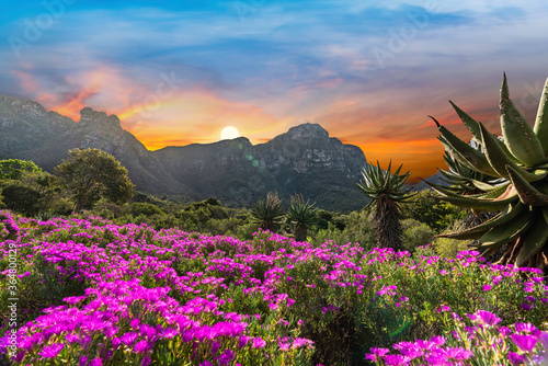 Kirstenbosch National Botanical Garden during sunset in Cape Town South Africa photo