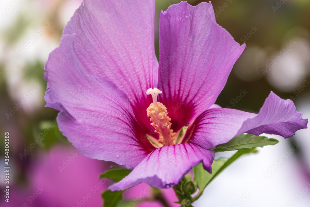 Big pink and red delicate flowers of mallow in bloom with green leaves and buds closeup, summer flowers background, Big pink and red delicate flowers of mallow in bloom with green leaves and buds closeup, summer flowers background,