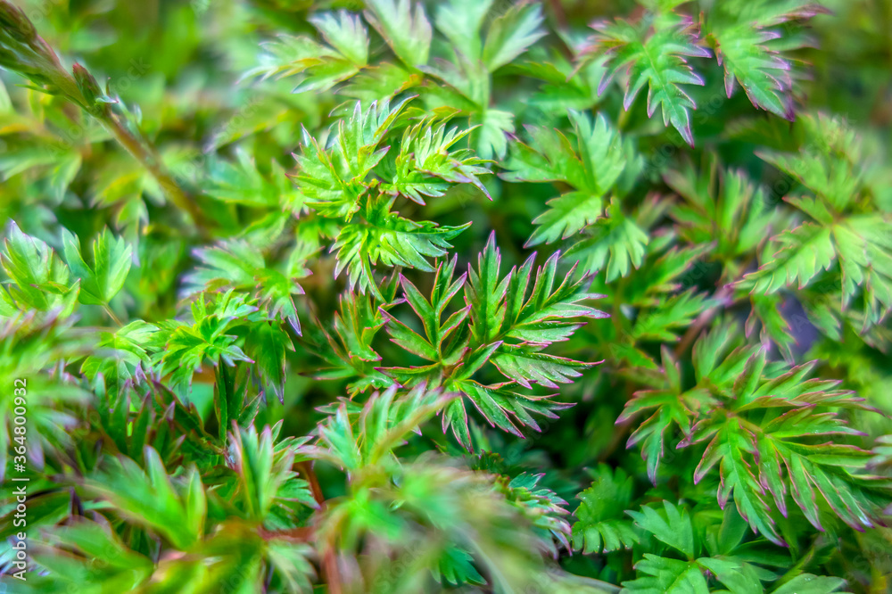 leaves closeup background leaves closeup background