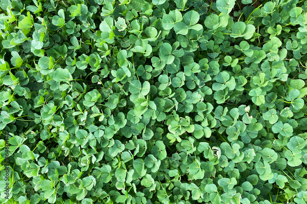 a detailed closeup angle view of bright sunny clover shamrock growth vegetation growth covering a detailed closeup angle view of bright sunny clover shamrock growth vegetation growth covering