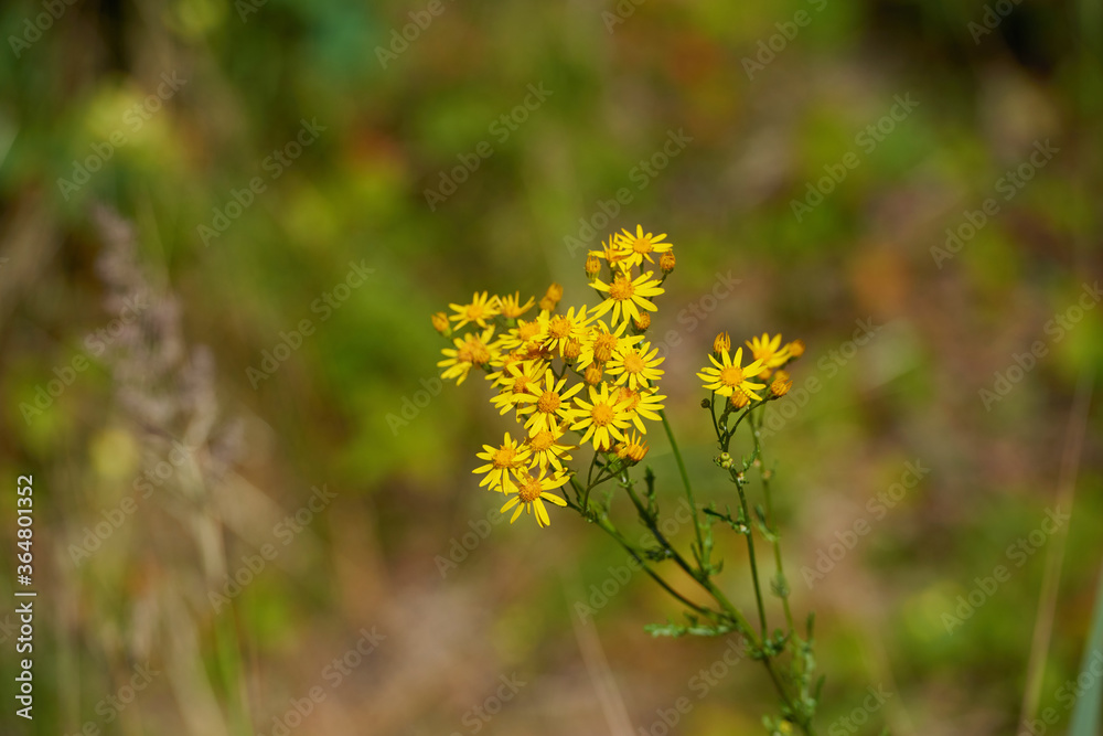 Wild flowers meadow with sky in the background Wild flowers meadow with sky in the background