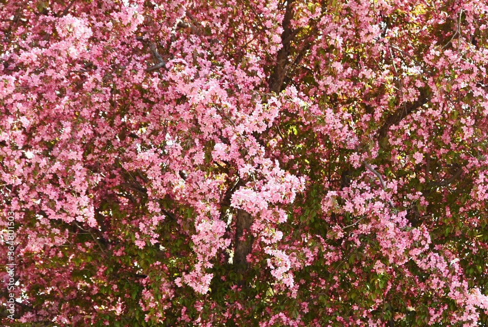Blossoming Tree