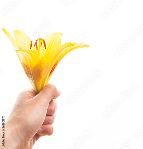 image of flower hand white background 