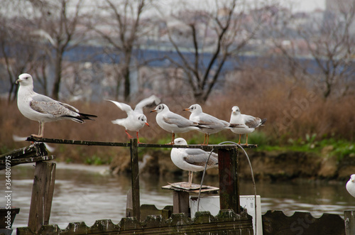 white seagulls standing on the iron 