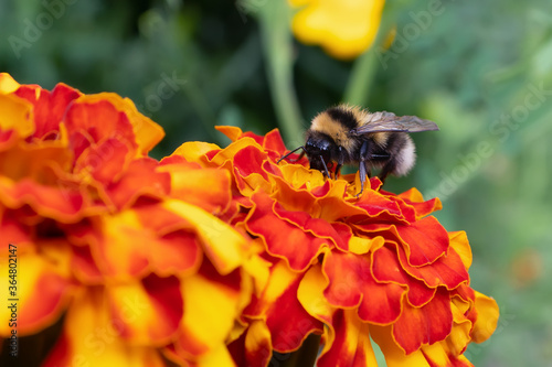 Foto Bumblebee collects nectar from a marigold flower on a flowerbed in a summer gard