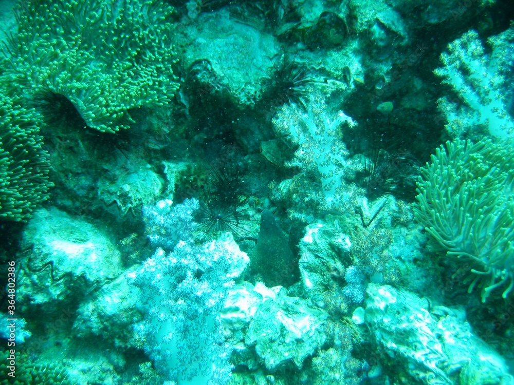 Fototapeta premium Podwodny świat