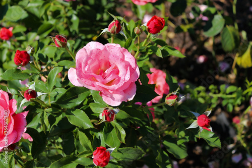 Wonderful Beautiful Pink Rose Flowers