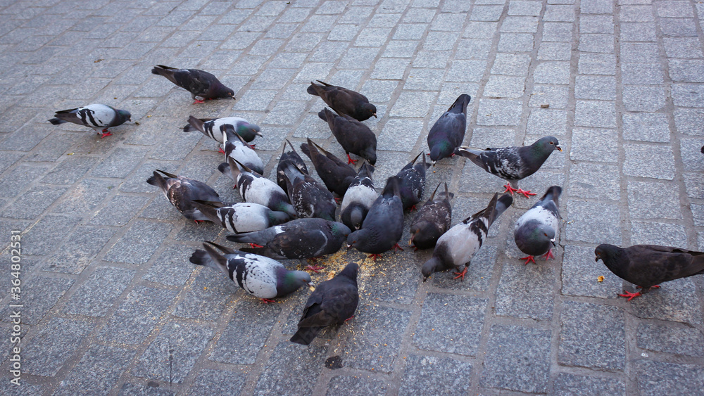 A Pigeons Eat From The Cobblestones Of Seeds And Bread Crumbs A Pigeons Eat From The Cobblestones Of Seeds And Bread Crumbs