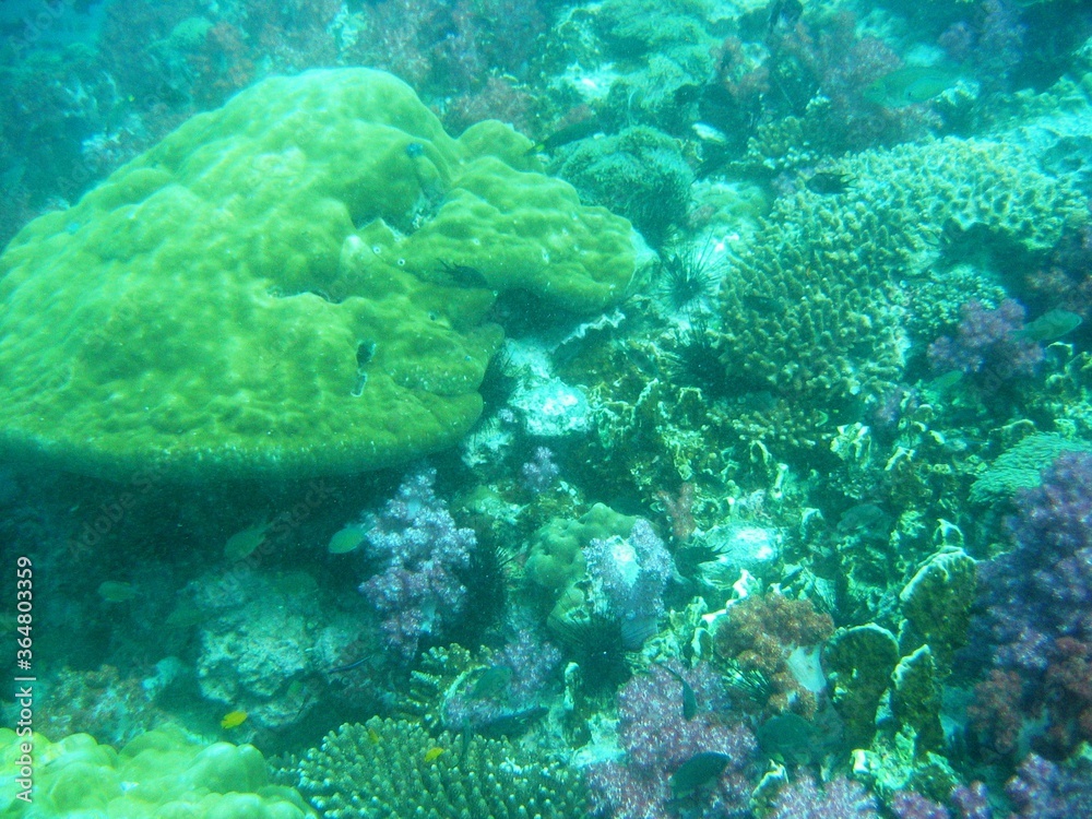 Naklejka premium Unterwasserwelt