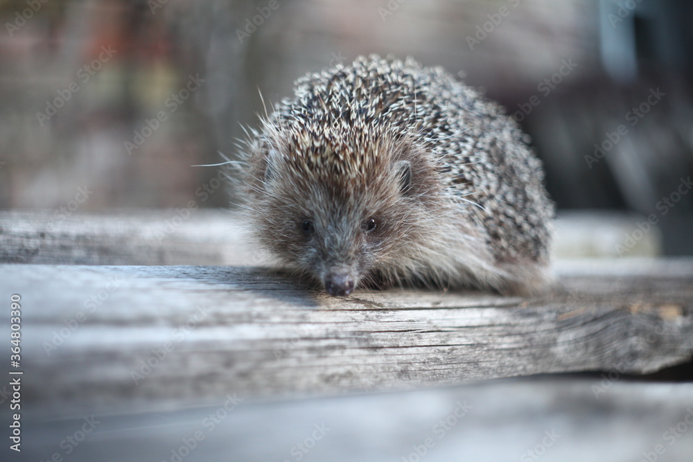 Obraz premium Incredibly cute hedgehog