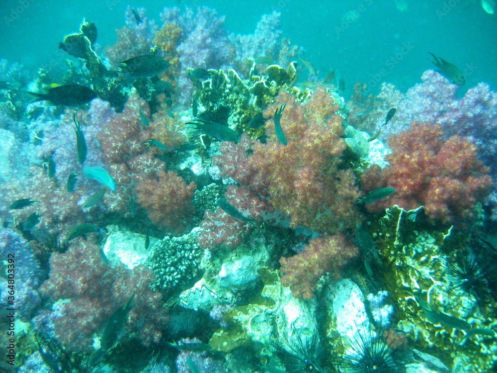 Obraz premium Unterwasserwelt