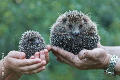 Two cute hedgehogs. Mom hedgehog and son