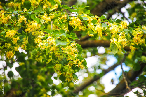 Flowering linden tree with beautiful yellow flowers. Medicinal plant