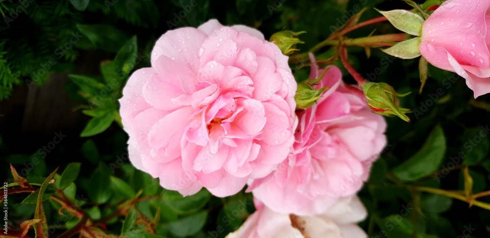 pink rose in the garden pink rose in the garden