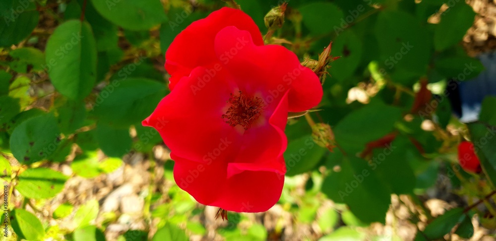 red poppy flower red poppy flower