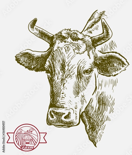 breeding cow. grazing cattle. animal husbandry. livestock. illustration on a grey background