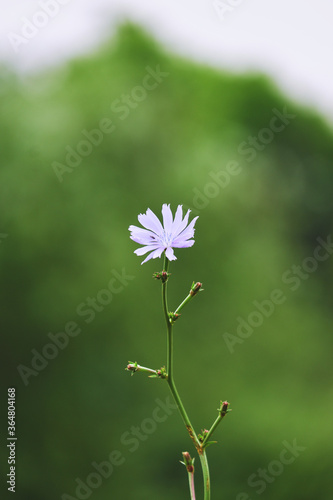 Blue flower on a beautiful background