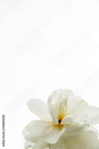 Fototapeta Naklejka Na Ścianę i Meble -  beautiful white yellow daffodil flowers